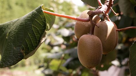 kiwifruit jobs bay of plenty.